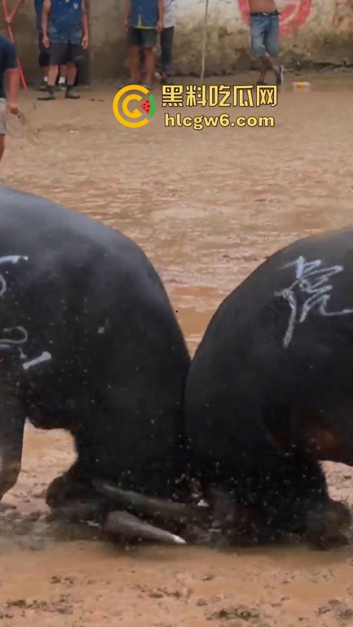 牛王陨落!贵州七十二寨斗牛王小山虎与神威大将军相撞同亡 残忍现场视频流出-3